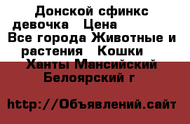 Донской сфинкс девочка › Цена ­ 15 000 - Все города Животные и растения » Кошки   . Ханты-Мансийский,Белоярский г.